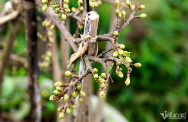 Hối hả tuốt lá, chăm cây, thủ phủ mai vàng ngóng thương lái-7