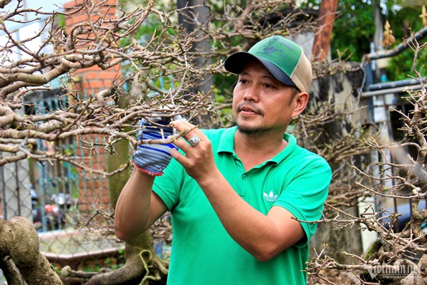 Hối hả tuốt lá, chăm cây, thủ phủ mai vàng ngóng thương lái-8