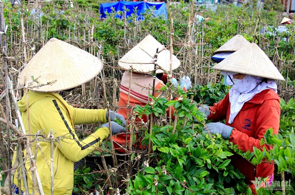 Hối hả tuốt lá, chăm cây, thủ phủ mai vàng ngóng thương lái-9