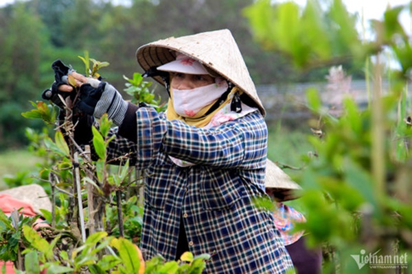 Hối hả tuốt lá, chăm cây, thủ phủ mai vàng ngóng thương lái-12