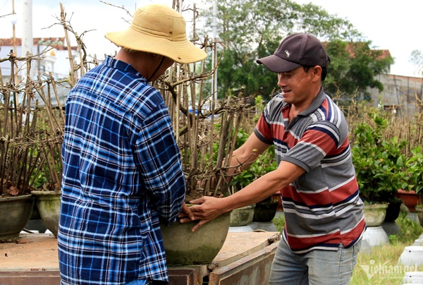 Hối hả tuốt lá, chăm cây, thủ phủ mai vàng ngóng thương lái-18