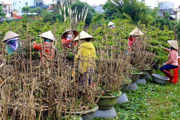 TP.HCM: Mai vàng bung nụ sớm, chủ vườn ‘đau đầu’ tìm cách đối phó-1