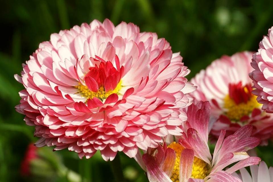 Mưa xuân rắc lộc: 3 con giáp được Thần Tài nâng đỡ, tháng 12 Âm lịch thu hoạch nhân đôi-2