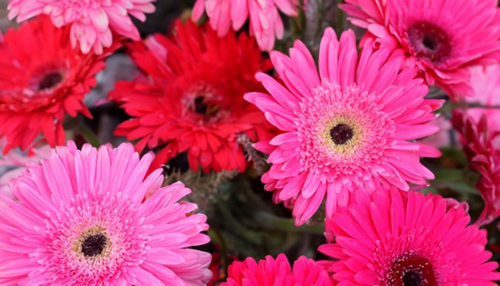 Mưa xuân rắc lộc: 3 con giáp được Thần Tài nâng đỡ, tháng 12 Âm lịch thu hoạch nhân đôi-3