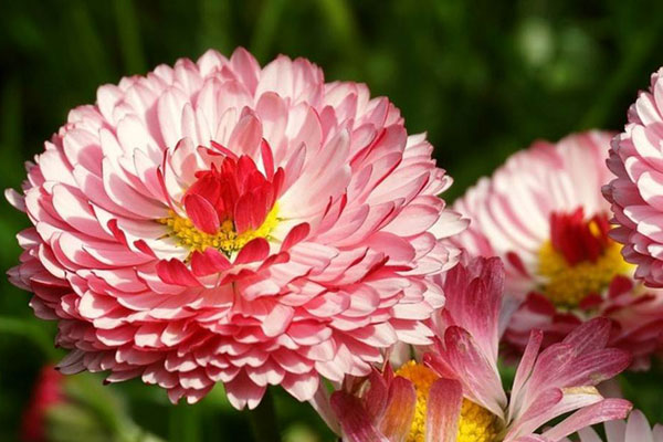 Tiết lộ tử vi tuần mới (15/1 - 21/1): Top 3 con giáp bị Thần xui xẻo chiếu tướng, mọi việc nên cẩn trọng kẻo xôi hỏng bỏng không-4