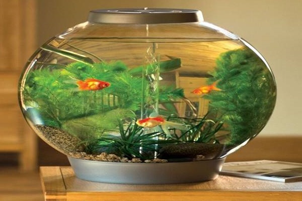 Hoa Tết nên cắm bao nhiêu bông, 3, 5, 7 hay 9 mới chuẩn? Tại sao cắm hoa số lẻ?-5