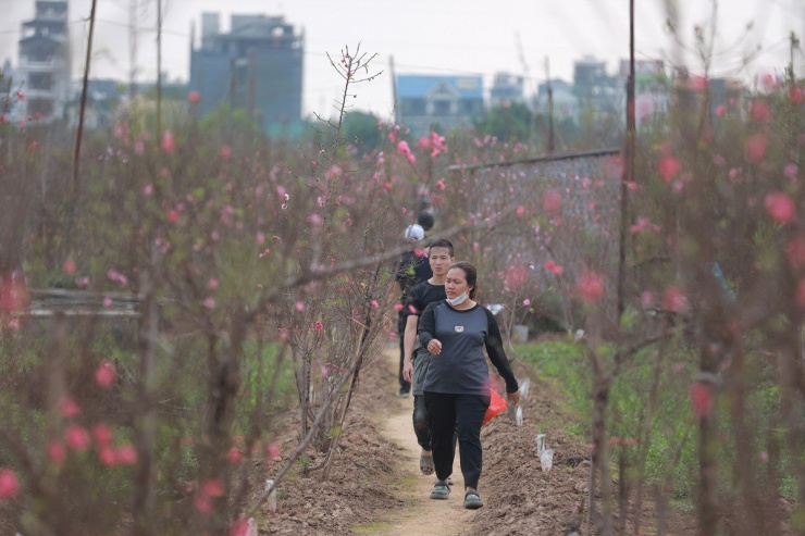 Đào Nhật Tân bung nở, nhiều người mua về chơi Tết sớm-2
