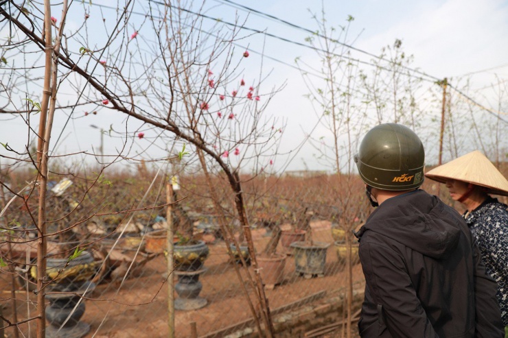 Đào Nhật Tân bung nở, nhiều người mua về chơi Tết sớm-3