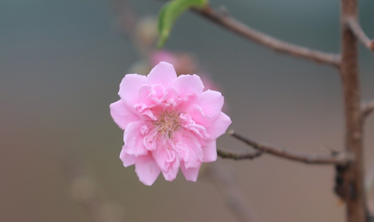 Đào Nhật Tân bung nở, nhiều người mua về chơi Tết sớm-5