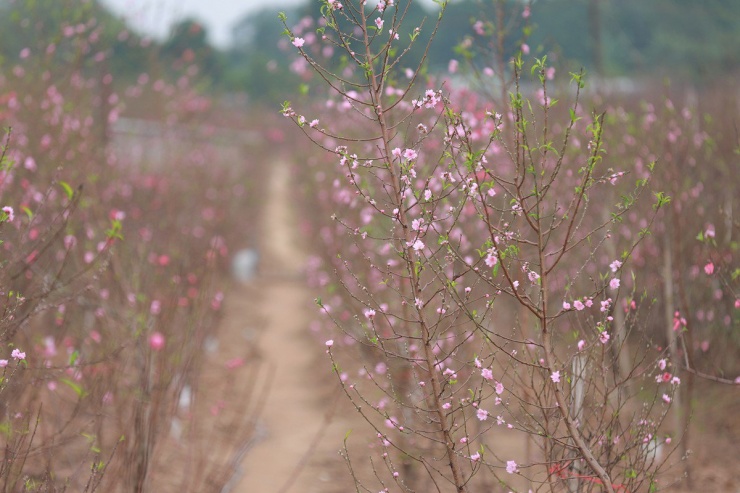 Đào Nhật Tân bung nở, nhiều người mua về chơi Tết sớm-6