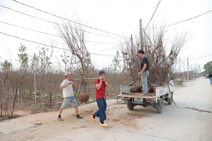 Đào Nhật Tân bung nở, nhiều người mua về chơi Tết sớm-8
