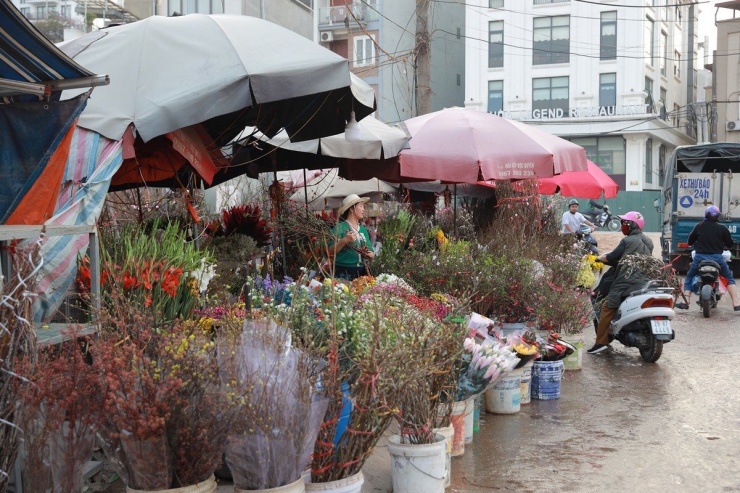 Đào Nhật Tân bung nở, nhiều người mua về chơi Tết sớm-9