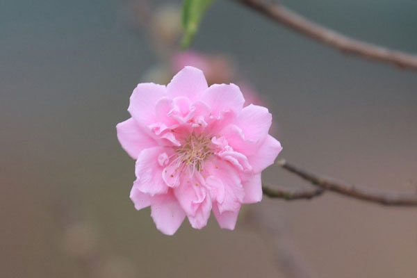 Gốc đào khủng, giá cho thuê 200 triệu đồng dịp Tết ở Hà Nội-9