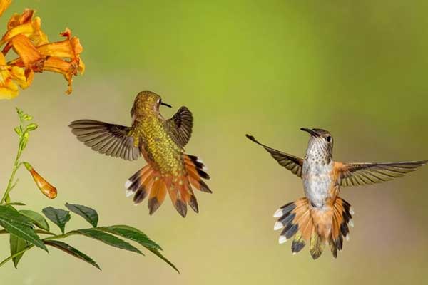 Niềm vui từ trên trời rơi xuống: 3 con giáp được Thần Tài ưu ái, tài lộc tỏa sáng vào cuối tháng 1-2