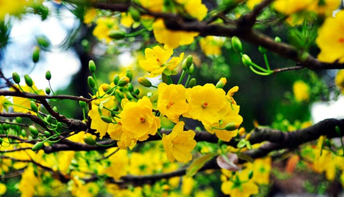 Hoa Tết nên cắm bao nhiêu bông, 3, 5, 7 hay 9 mới chuẩn? Tại sao cắm hoa số lẻ?-1