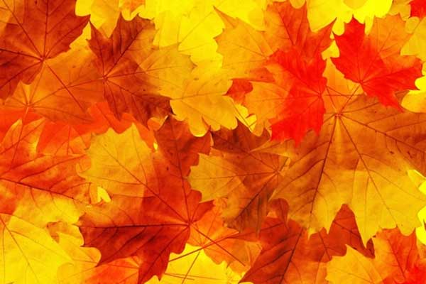 Ai sinh tháng Âm lịch này phúc lộc sung túc, càng sống càng may mắn, ba đời thịnh vượng-1