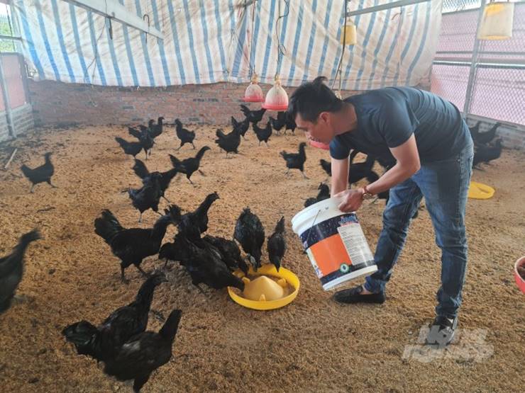 Gà mặt quỷ bán ở Việt Nam: Gây sốt giới đại gia, 100 triệu/cặp cũng không đủ để cung cấp-3