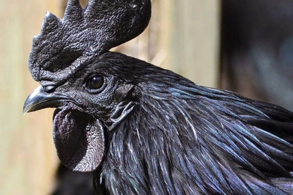 Chỉ ngồi nhà làm thứ bánh này, có người kiếm cả triệu đồng/ ngày-4