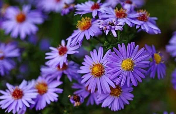 Kiên trì, tận tâm: 3 con giáp khởi đầu 2024 viên mãn, tiền của rủng rỉnh, Giáp Thìn đón lộc lớn-1