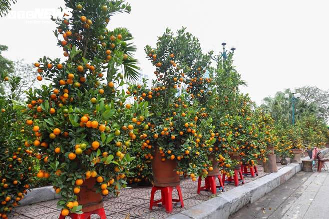 Cặp quất hình rồng giá trăm triệu khoe dáng, chờ khách đại gia xuống tiền mua-1