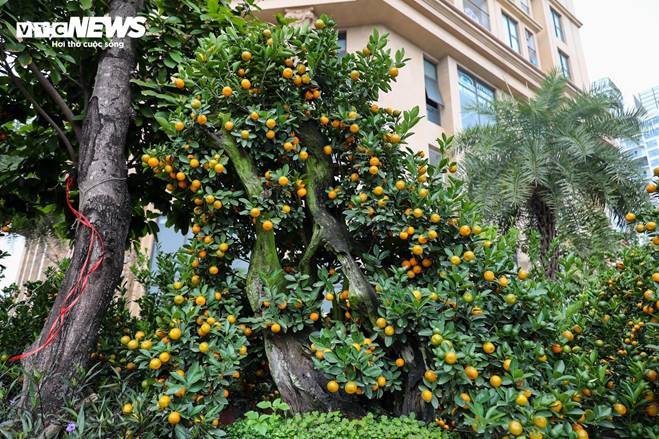 Cặp quất hình rồng giá trăm triệu khoe dáng, chờ khách đại gia xuống tiền mua-10