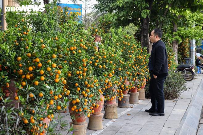 Cặp quất hình rồng giá trăm triệu khoe dáng, chờ khách đại gia xuống tiền mua-11