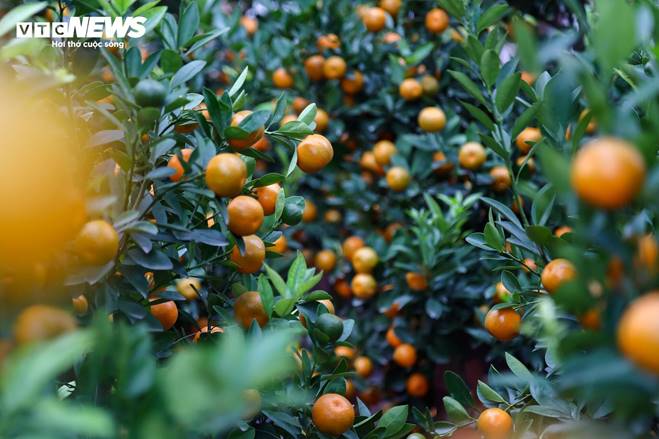 Cặp quất hình rồng giá trăm triệu khoe dáng, chờ khách đại gia xuống tiền mua-12