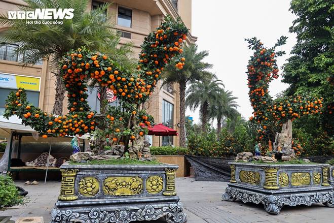 Cặp quất hình rồng giá trăm triệu khoe dáng, chờ khách đại gia xuống tiền mua-2
