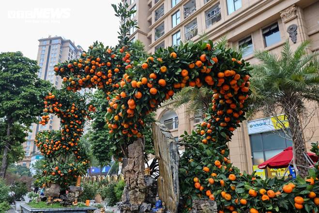 Cặp quất hình rồng giá trăm triệu khoe dáng, chờ khách đại gia xuống tiền mua-3