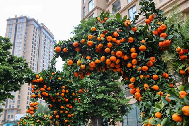 Cặp quất hình rồng giá trăm triệu khoe dáng, chờ khách đại gia xuống tiền mua-4