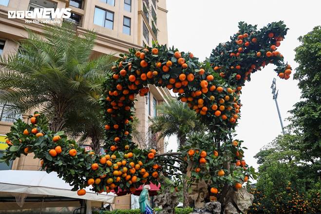 Cặp quất hình rồng giá trăm triệu khoe dáng, chờ khách đại gia xuống tiền mua-6