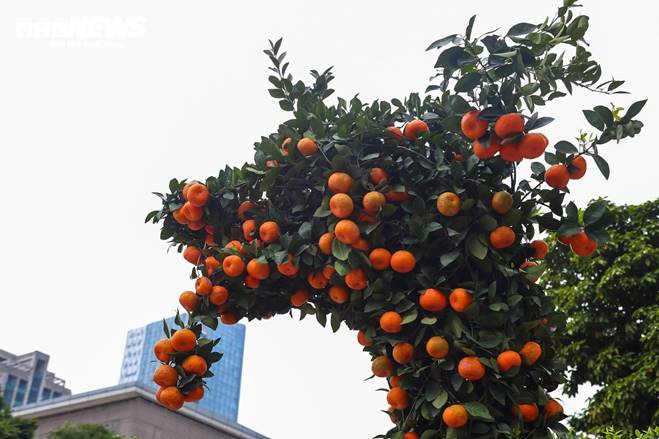 Cặp quất hình rồng giá trăm triệu khoe dáng, chờ khách đại gia xuống tiền mua-7