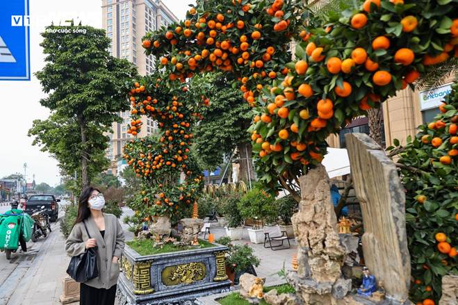 Cặp quất hình rồng giá trăm triệu khoe dáng, chờ khách đại gia xuống tiền mua-9