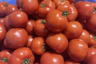 Giá cà chua giảm 10 lần so với cùng kì năm ngoái, có người mua cả chục cân về ăn dần