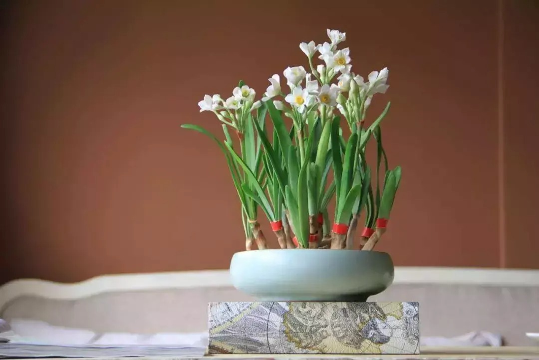 Người già dặn: Tết Nguyên đán, đặt 6 cây cảnh này trong nhà, Thần Tài sẽ tìm đến gia đình-6