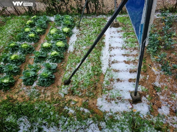 Mưa đá bất ngờ xuất hiện tại Lai Châu-2