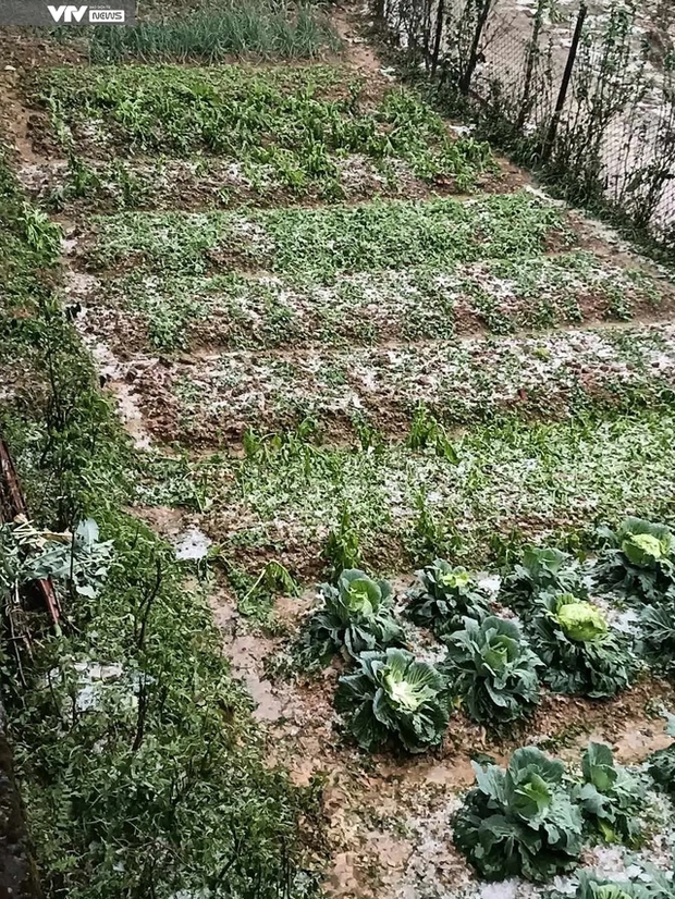 Mưa đá bất ngờ xuất hiện tại Lai Châu-3