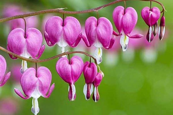 Tử vi ngày 18/1/2024: Tuổi Sửu hỷ sự báo về, tuổi Dần cân nhắc đầu tư