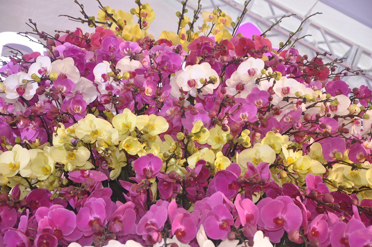 Chậu lan hồ điệp dát vàng đắt nhất Việt Nam, chủ nhân hét giá” 3,86 tỷ đồng-13