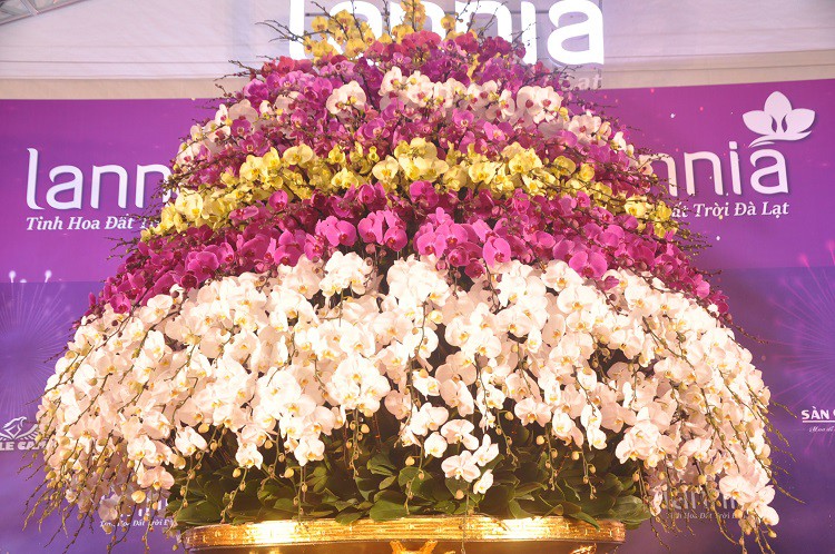 Chậu lan hồ điệp dát vàng đắt nhất Việt Nam, chủ nhân hét giá” 3,86 tỷ đồng-6
