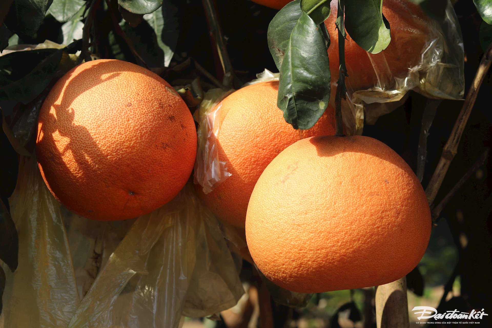 Bưởi tiến vua được săn đón’ dịp cận Tết, thương lái muốn mua phải chờ cả tháng trời-10