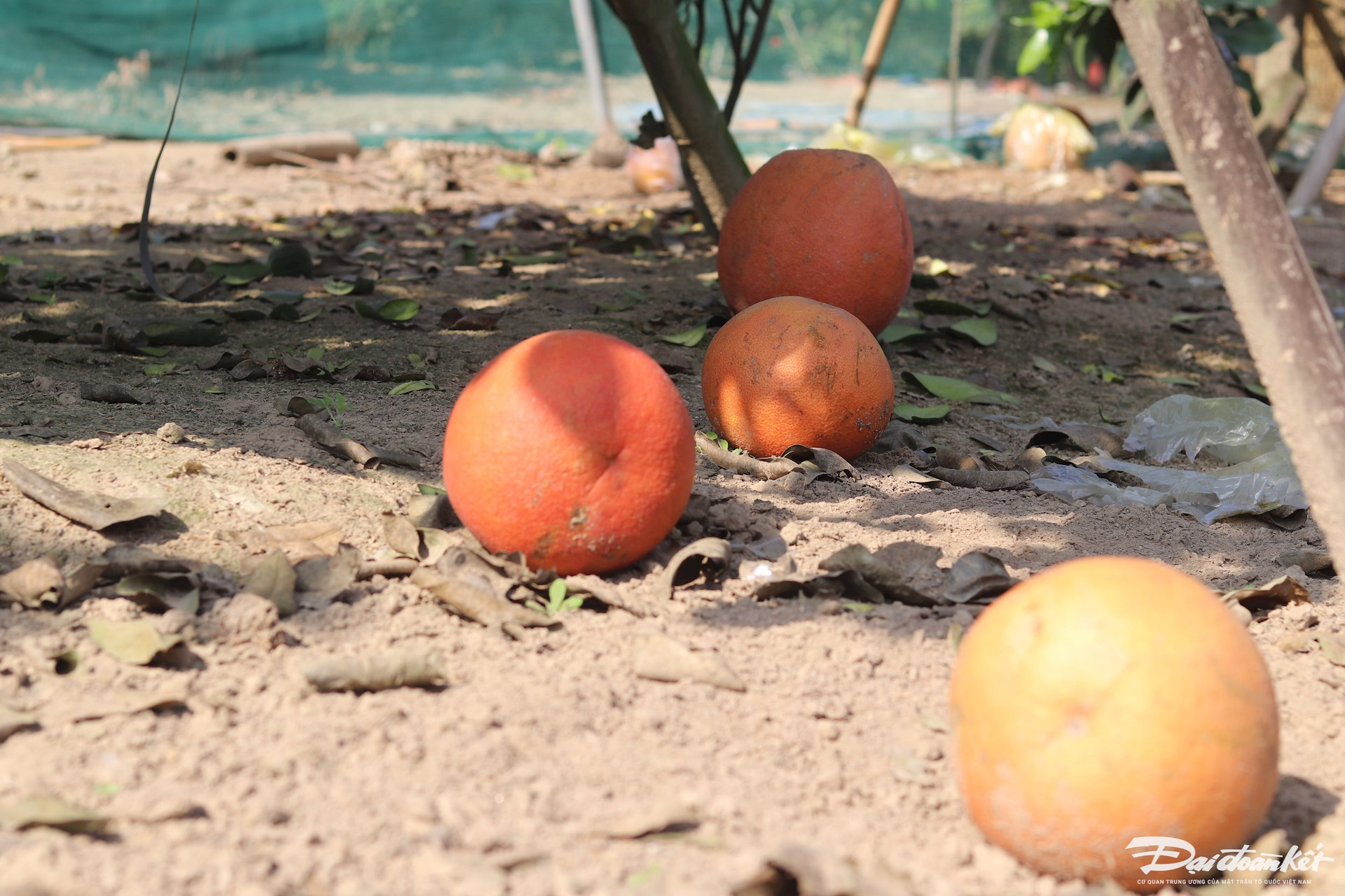 Bưởi tiến vua được săn đón’ dịp cận Tết, thương lái muốn mua phải chờ cả tháng trời-12