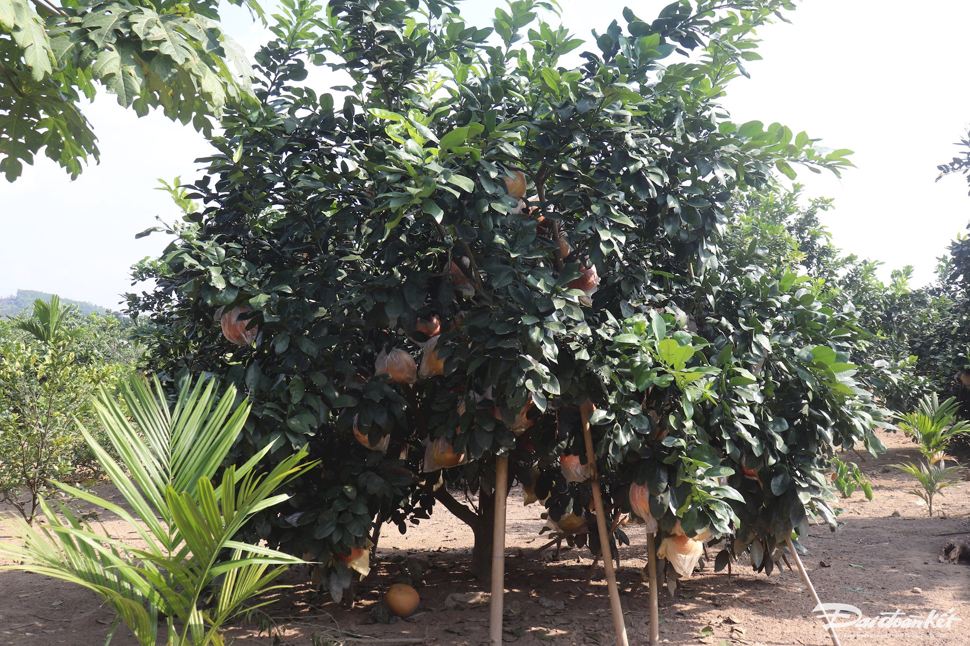 Bưởi tiến vua được săn đón’ dịp cận Tết, thương lái muốn mua phải chờ cả tháng trời-14