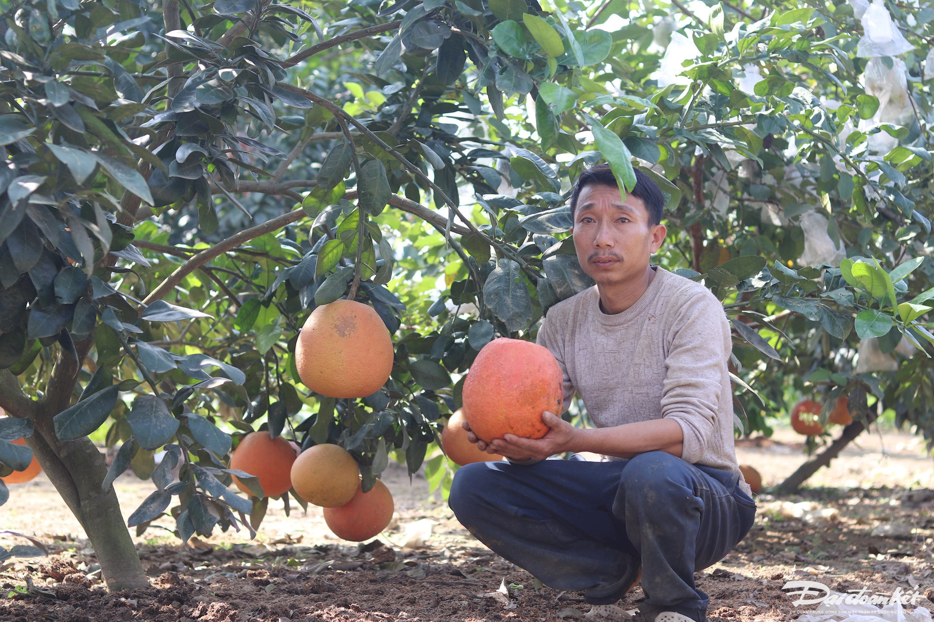 Bưởi tiến vua được săn đón’ dịp cận Tết, thương lái muốn mua phải chờ cả tháng trời-3