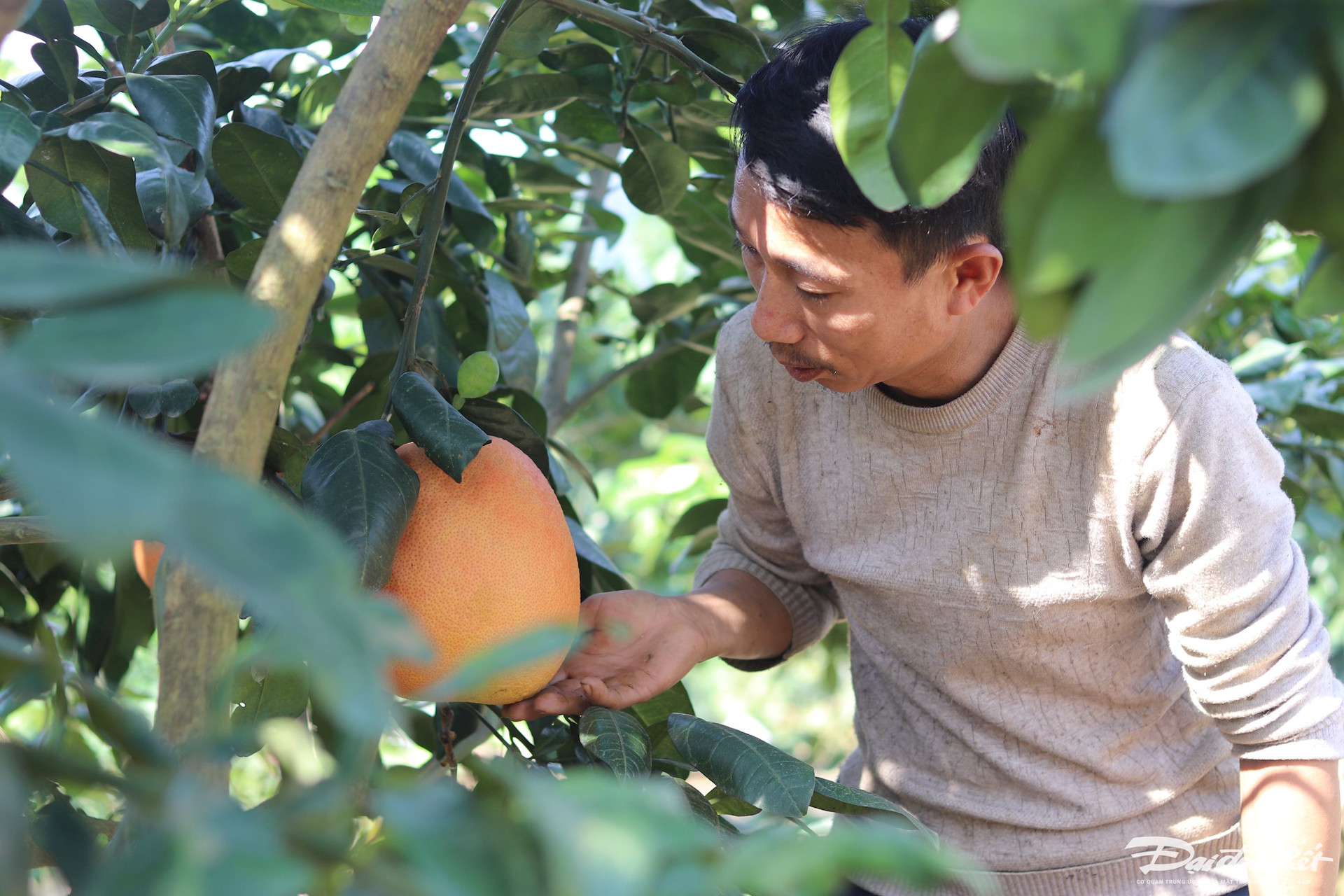 Bưởi tiến vua được săn đón’ dịp cận Tết, thương lái muốn mua phải chờ cả tháng trời-4