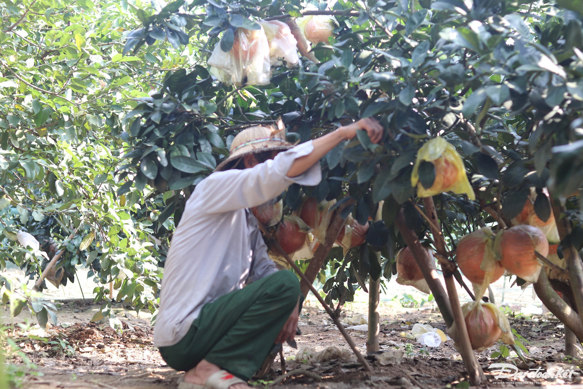 Bưởi tiến vua được săn đón’ dịp cận Tết, thương lái muốn mua phải chờ cả tháng trời-5