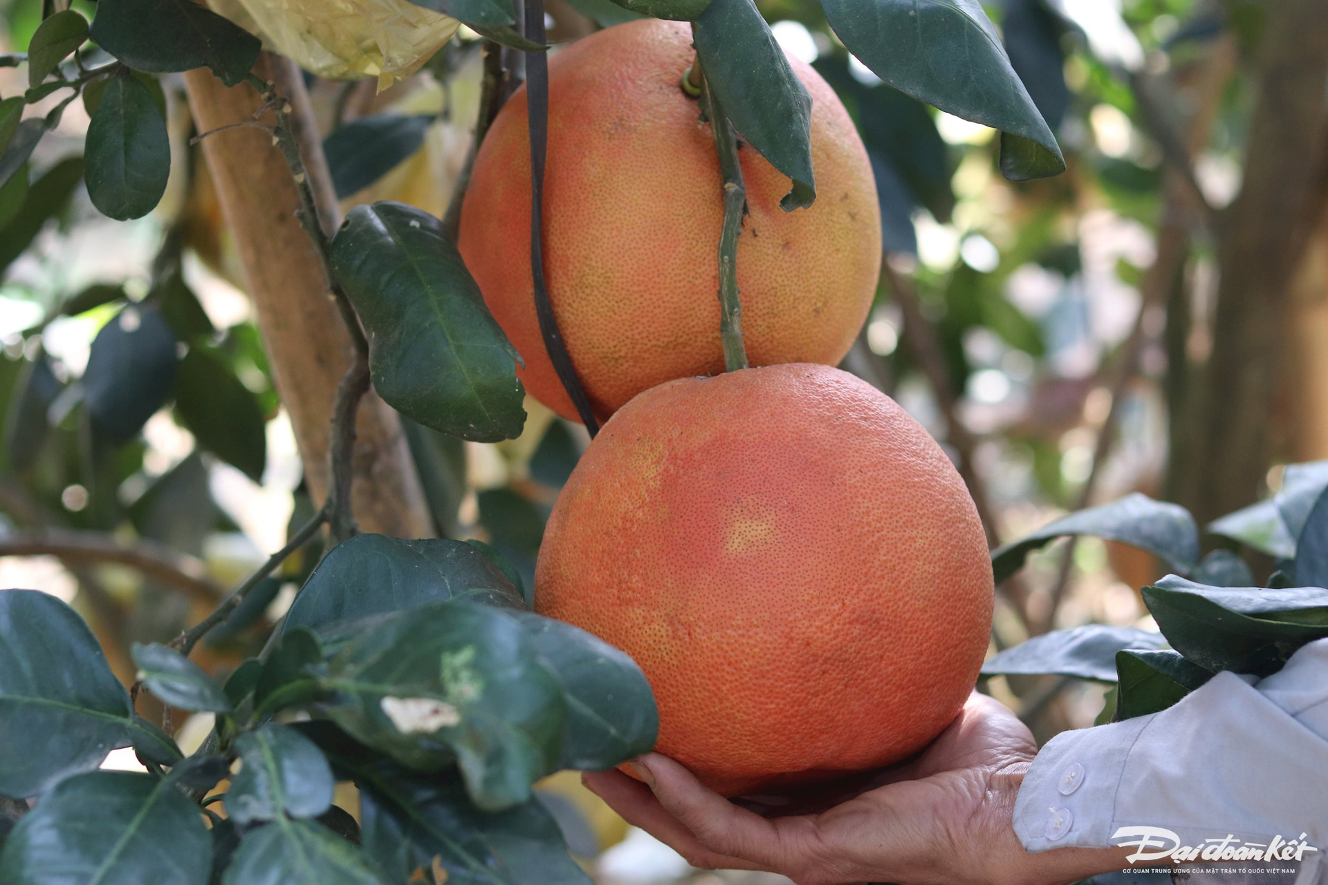 Bưởi tiến vua được săn đón’ dịp cận Tết, thương lái muốn mua phải chờ cả tháng trời-7