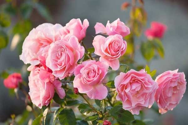 Thần Tài ban lộc: Ai sinh vào 5 ngày Âm lịch này số mệnh cát tường, Xuân 2024 vượng phúc lộc-2