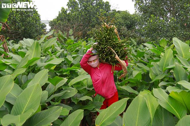 Tất bật thu hoạch lá dong, mong hốt bạc dịp Tết Nguyên đán-12