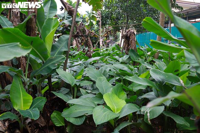 Tất bật thu hoạch lá dong, mong hốt bạc dịp Tết Nguyên đán-13